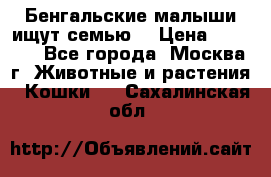Бенгальские малыши ищут семью) › Цена ­ 5 500 - Все города, Москва г. Животные и растения » Кошки   . Сахалинская обл.